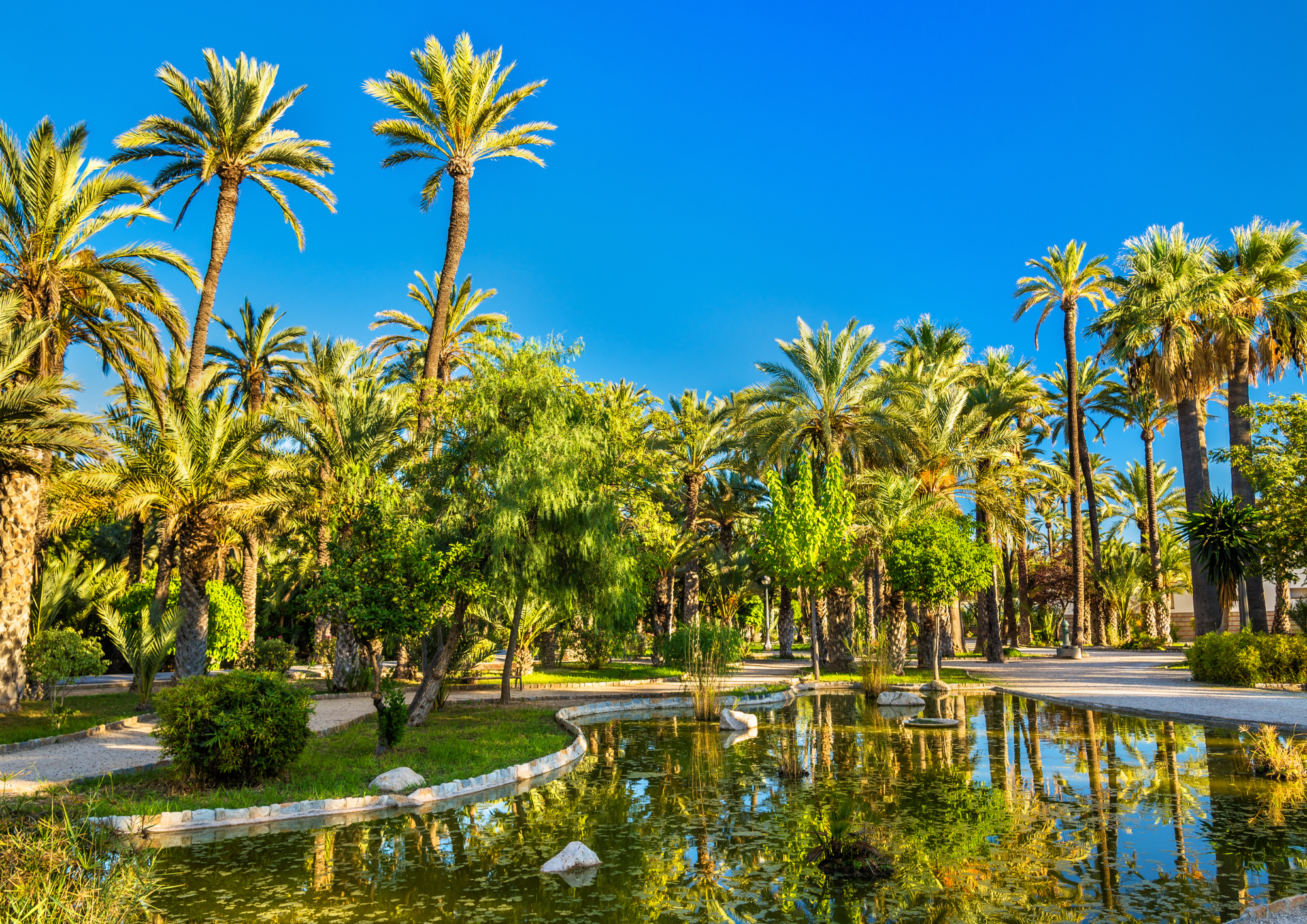 Palmeral Alicante